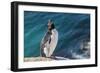 Adult southern rockhopper penguin (Eudyptes chrysocome) at breeding colony on Saunders Island, Falk-Michael Nolan-Framed Photographic Print