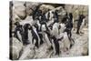 Adult Southern Rockhopper Penguins (Eudyptes Chrysocome) at Breeding and Molting Colony-Michael Nolan-Stretched Canvas