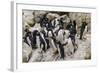 Adult Southern Rockhopper Penguins (Eudyptes Chrysocome) at Breeding and Molting Colony-Michael Nolan-Framed Photographic Print