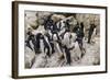 Adult Southern Rockhopper Penguins (Eudyptes Chrysocome) at Breeding and Molting Colony-Michael Nolan-Framed Photographic Print