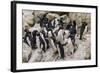 Adult Southern Rockhopper Penguins (Eudyptes Chrysocome) at Breeding and Molting Colony-Michael Nolan-Framed Photographic Print