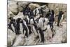 Adult Southern Rockhopper Penguins (Eudyptes Chrysocome) at Breeding and Molting Colony-Michael Nolan-Mounted Photographic Print