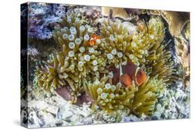 Adult spinecheek anemonefish , Sebayur Island, Komodo Nat'l Park, Flores Sea, Indonesia-Michael Nolan-Stretched Canvas