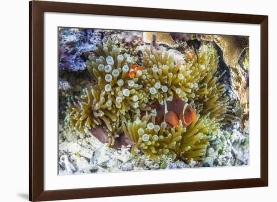 Adult spinecheek anemonefish , Sebayur Island, Komodo Nat'l Park, Flores Sea, Indonesia-Michael Nolan-Framed Photographic Print