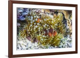 Adult spinecheek anemonefish , Sebayur Island, Komodo Nat'l Park, Flores Sea, Indonesia-Michael Nolan-Framed Photographic Print