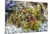 Adult spinecheek anemonefish , Sebayur Island, Komodo Nat'l Park, Flores Sea, Indonesia-Michael Nolan-Mounted Photographic Print