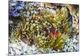 Adult spinecheek anemonefish , Sebayur Island, Komodo Nat'l Park, Flores Sea, Indonesia-Michael Nolan-Mounted Photographic Print