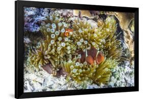 Adult spinecheek anemonefish , Sebayur Island, Komodo Nat'l Park, Flores Sea, Indonesia-Michael Nolan-Framed Photographic Print