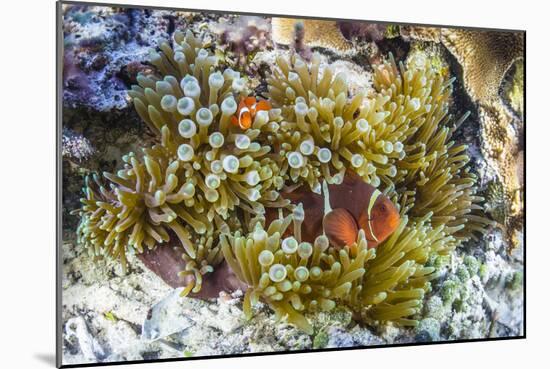 Adult spinecheek anemonefish , Sebayur Island, Komodo Nat'l Park, Flores Sea, Indonesia-Michael Nolan-Mounted Photographic Print