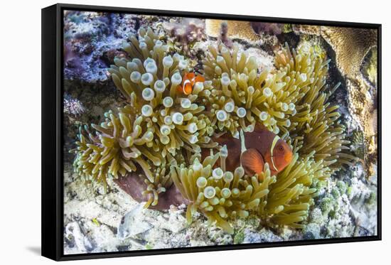 Adult spinecheek anemonefish , Sebayur Island, Komodo Nat'l Park, Flores Sea, Indonesia-Michael Nolan-Framed Stretched Canvas