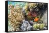 Adult spinecheek anemonefish , Sebayur Island, Komodo Nat'l Park, Flores Sea, Indonesia-Michael Nolan-Framed Stretched Canvas