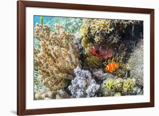 Adult spinecheek anemonefish , Sebayur Island, Komodo Nat'l Park, Flores Sea, Indonesia-Michael Nolan-Framed Photographic Print