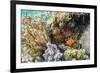 Adult spinecheek anemonefish , Sebayur Island, Komodo Nat'l Park, Flores Sea, Indonesia-Michael Nolan-Framed Photographic Print