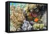 Adult spinecheek anemonefish , Sebayur Island, Komodo Nat'l Park, Flores Sea, Indonesia-Michael Nolan-Framed Stretched Canvas