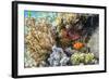 Adult spinecheek anemonefish , Sebayur Island, Komodo Nat'l Park, Flores Sea, Indonesia-Michael Nolan-Framed Photographic Print