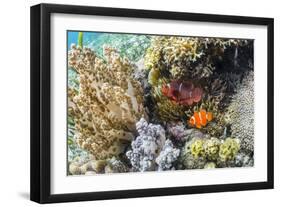 Adult spinecheek anemonefish , Sebayur Island, Komodo Nat'l Park, Flores Sea, Indonesia-Michael Nolan-Framed Photographic Print