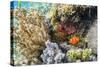 Adult spinecheek anemonefish , Sebayur Island, Komodo Nat'l Park, Flores Sea, Indonesia-Michael Nolan-Stretched Canvas