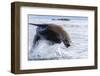 Adult Steller sea lion (Eumetopias jubatus), leaping, South Marble Islands-Michael Nolan-Framed Photographic Print