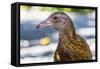 Adult Stewart Island Weka (Gallirallus Australis Scotti)-Michael Nolan-Framed Stretched Canvas