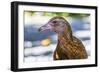 Adult Stewart Island Weka (Gallirallus Australis Scotti)-Michael Nolan-Framed Photographic Print