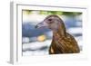 Adult Stewart Island Weka (Gallirallus Australis Scotti)-Michael Nolan-Framed Photographic Print