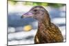 Adult Stewart Island Weka (Gallirallus Australis Scotti)-Michael Nolan-Mounted Photographic Print