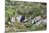 Adult Striated Caracara (Phalcoboenus Australis)-Michael Nolan-Mounted Photographic Print