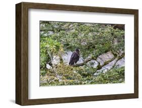 Adult Striated Caracara (Phalcoboenus Australis)-Michael Nolan-Framed Photographic Print