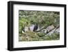 Adult Striated Caracara (Phalcoboenus Australis)-Michael Nolan-Framed Photographic Print