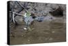 Adult Striated Heron Catching a Fish in Nauta Cao, Upper Amazon River Basin, Loreto, Peru-Michael Nolan-Stretched Canvas