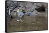 Adult Striated Heron Catching a Fish in Nauta Cao, Upper Amazon River Basin, Loreto, Peru-Michael Nolan-Framed Stretched Canvas