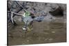 Adult Striated Heron Catching a Fish in Nauta Cao, Upper Amazon River Basin, Loreto, Peru-Michael Nolan-Stretched Canvas