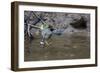 Adult Striated Heron Catching a Fish in Nauta Cao, Upper Amazon River Basin, Loreto, Peru-Michael Nolan-Framed Photographic Print