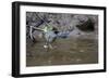 Adult Striated Heron Catching a Fish in Nauta Cao, Upper Amazon River Basin, Loreto, Peru-Michael Nolan-Framed Photographic Print