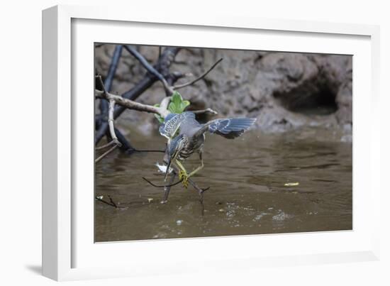 Adult Striated Heron Catching a Fish in Nauta Cao, Upper Amazon River Basin, Loreto, Peru-Michael Nolan-Framed Photographic Print