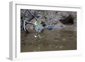 Adult Striated Heron Catching a Fish in Nauta Cao, Upper Amazon River Basin, Loreto, Peru-Michael Nolan-Framed Photographic Print