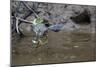 Adult Striated Heron Catching a Fish in Nauta Cao, Upper Amazon River Basin, Loreto, Peru-Michael Nolan-Mounted Photographic Print