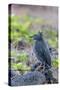 Adult Striated Heron-Michael Nolan-Stretched Canvas