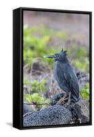 Adult Striated Heron-Michael Nolan-Framed Stretched Canvas