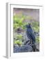 Adult Striated Heron-Michael Nolan-Framed Photographic Print