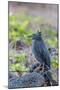 Adult Striated Heron-Michael Nolan-Mounted Photographic Print