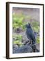 Adult Striated Heron-Michael Nolan-Framed Photographic Print