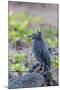 Adult Striated Heron-Michael Nolan-Mounted Photographic Print