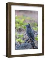 Adult Striated Heron-Michael Nolan-Framed Photographic Print