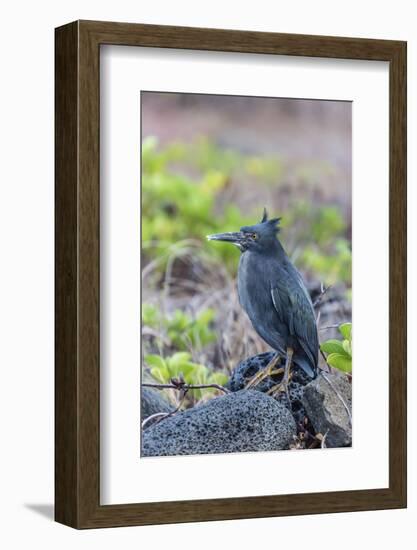 Adult Striated Heron-Michael Nolan-Framed Photographic Print