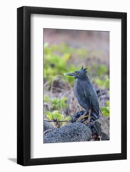 Adult Striated Heron-Michael Nolan-Framed Photographic Print