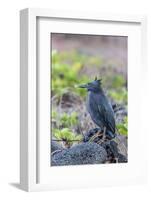 Adult Striated Heron-Michael Nolan-Framed Photographic Print