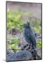 Adult Striated Heron-Michael Nolan-Mounted Photographic Print