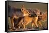 Adult Swift foxes caring for pup at den, Montana, USA-Gerrit Vyn-Framed Stretched Canvas