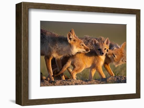 Adult Swift foxes caring for pup at den, Montana, USA-Gerrit Vyn-Framed Photographic Print